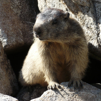 Marmotte